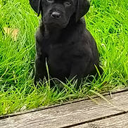 Angèle participe au concours pour gagner de l'argent avec cette photo : adorable, alone, animal, black_dog, calm, canine, cute, daylight, eyes, fur, grass, greenery, nature, outdoor, pet, portrait, puppy, sitting, wooden_deck, young_dog