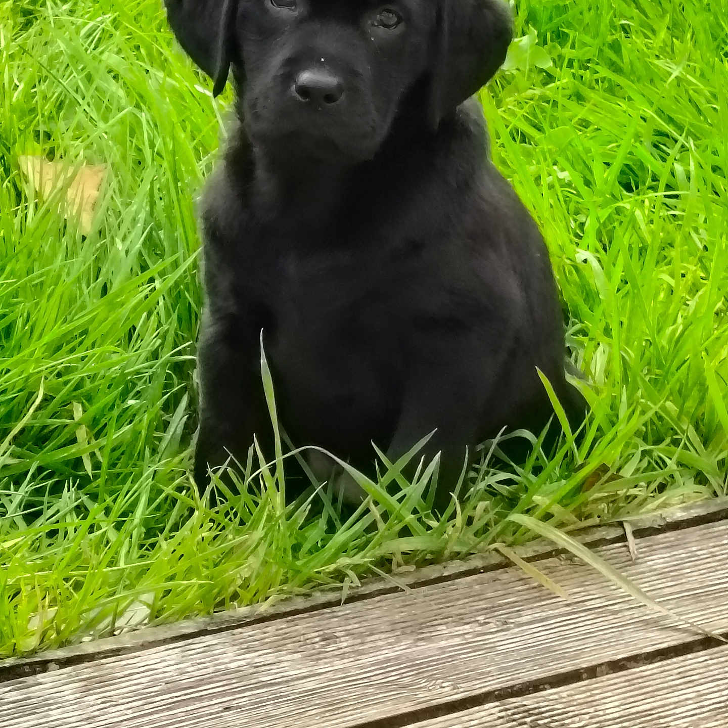 Angèle participe au concours pour gagner de l'argent avec cette photo : adorable, alone, animal, black_dog, calm, canine, cute, daylight, eyes, fur, grass, greenery, nature, outdoor, pet, portrait, puppy, sitting, wooden_deck, young_dog