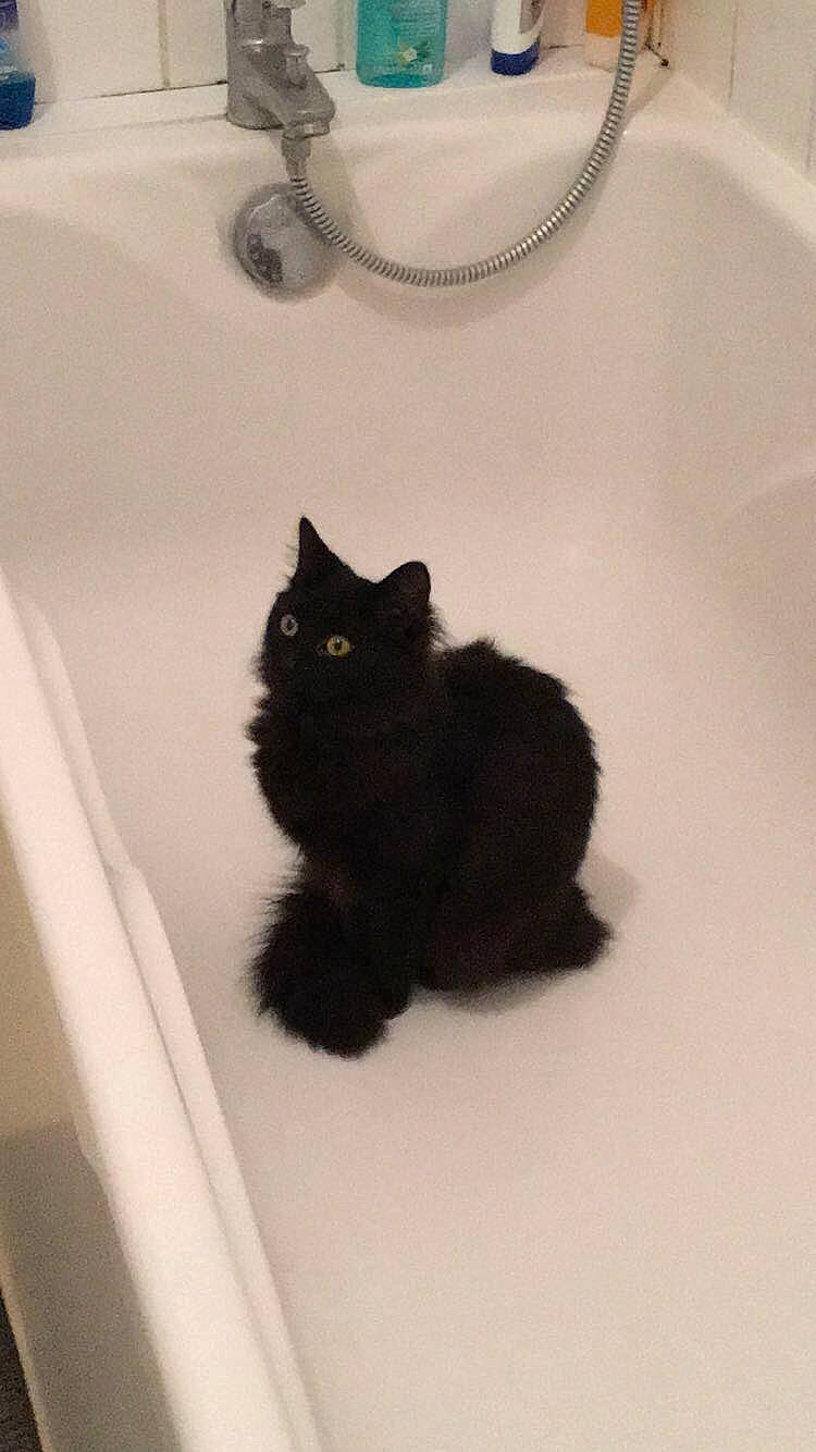 Oxy a rejoint le concours — aidez-le/la à gagner de superbes lots ! black, black_and_white, black_cat, british_longhair, british_semi_longhair, carnivore, cat, domestic_long_haired_cat, felidae, fur, kitten, norwegian_forest_cat, persian, plumbing_fixture, ragamuffin, room, sink, small_to_medium_sized_cats, tail, whiskers