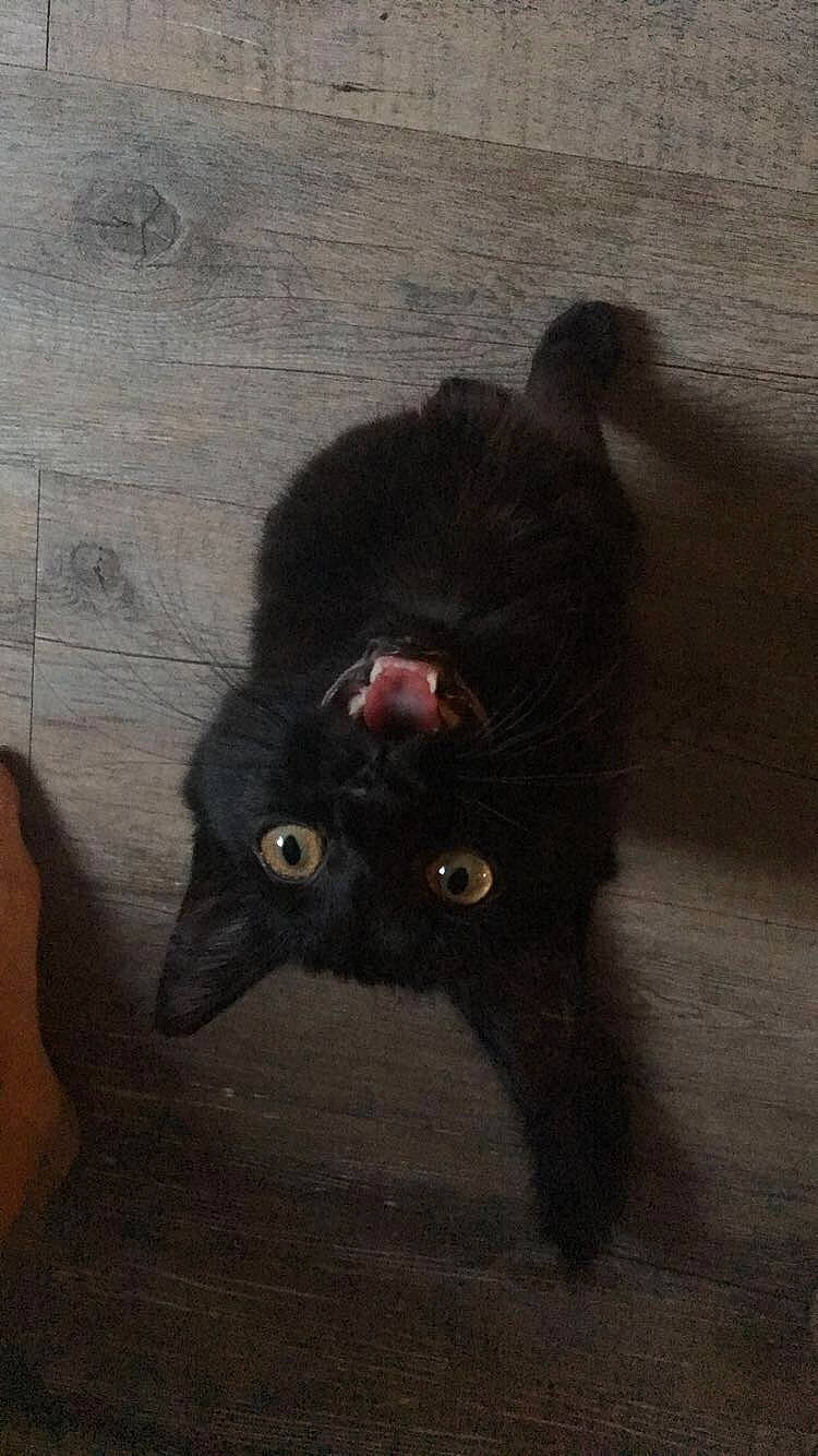 Oxy a rejoint le concours — aidez-le/la à gagner de superbes lots ! black, black_cat, bombay, carnivore, cat, felidae, kitten, mammal, persian, small_to_medium_sized_cats, tail, vertebrate, whiskers