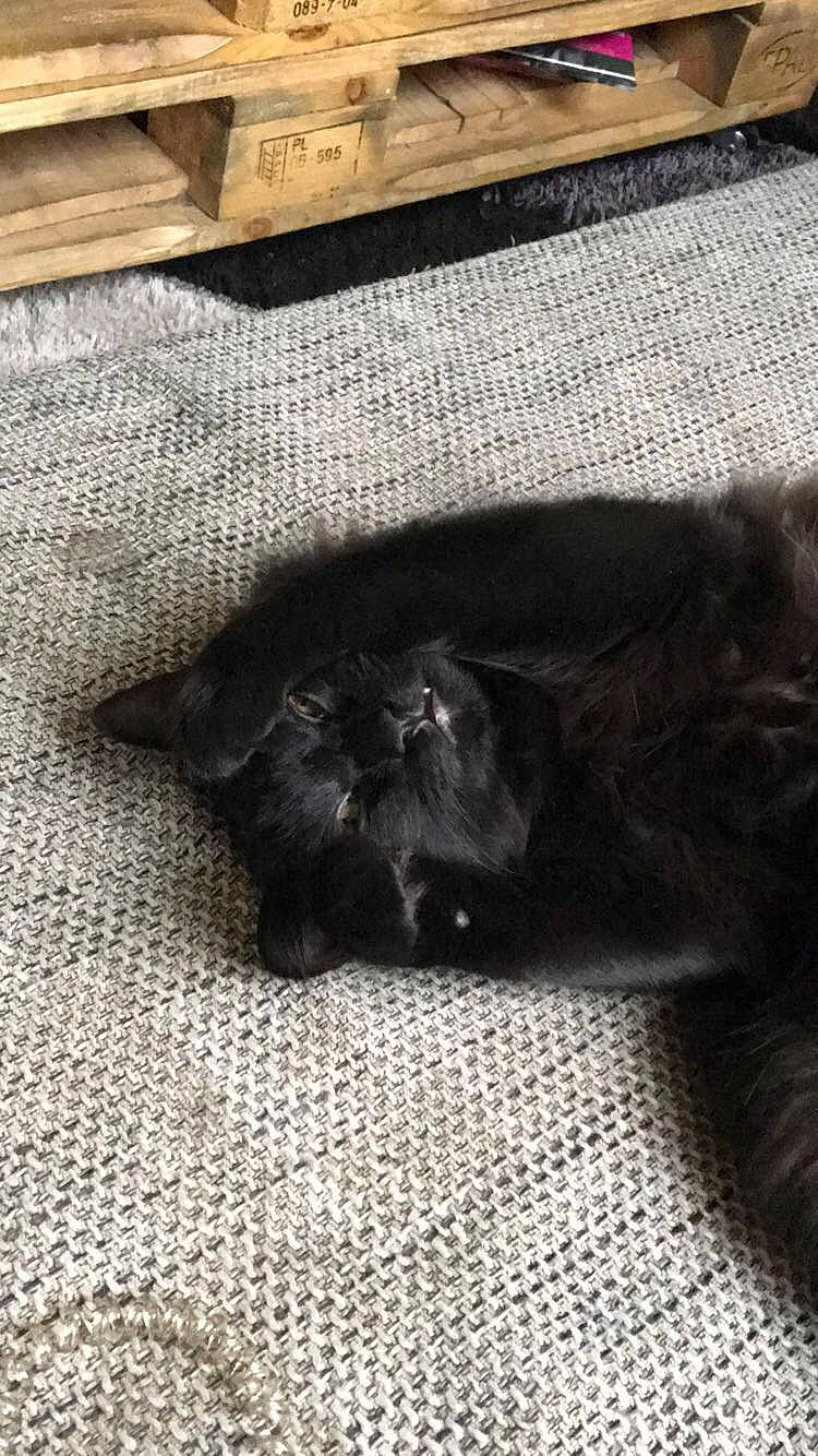 Oxy participe au concours pour gagner de l'argent avec cette photo : black, black_cat, british_shorthair, carnivore, cat, domestic_short_haired_cat, felidae, fur, kitten, korat, nap, sleep, small_to_medium_sized_cats, sporting_group, tail, whiskers