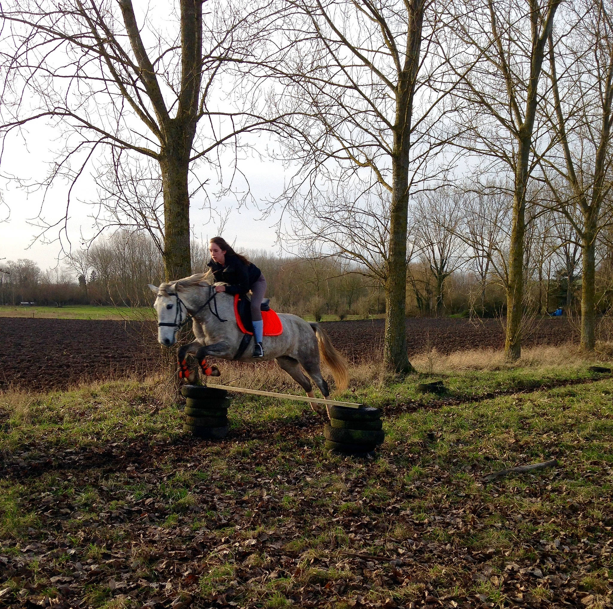 Jade a rejoint le concours — aidez-le/la à gagner de superbes lots ! autumn, branch, field, forest, grass, plant, soil, spring, tree, vehicle, winter, woodland, woody_plant