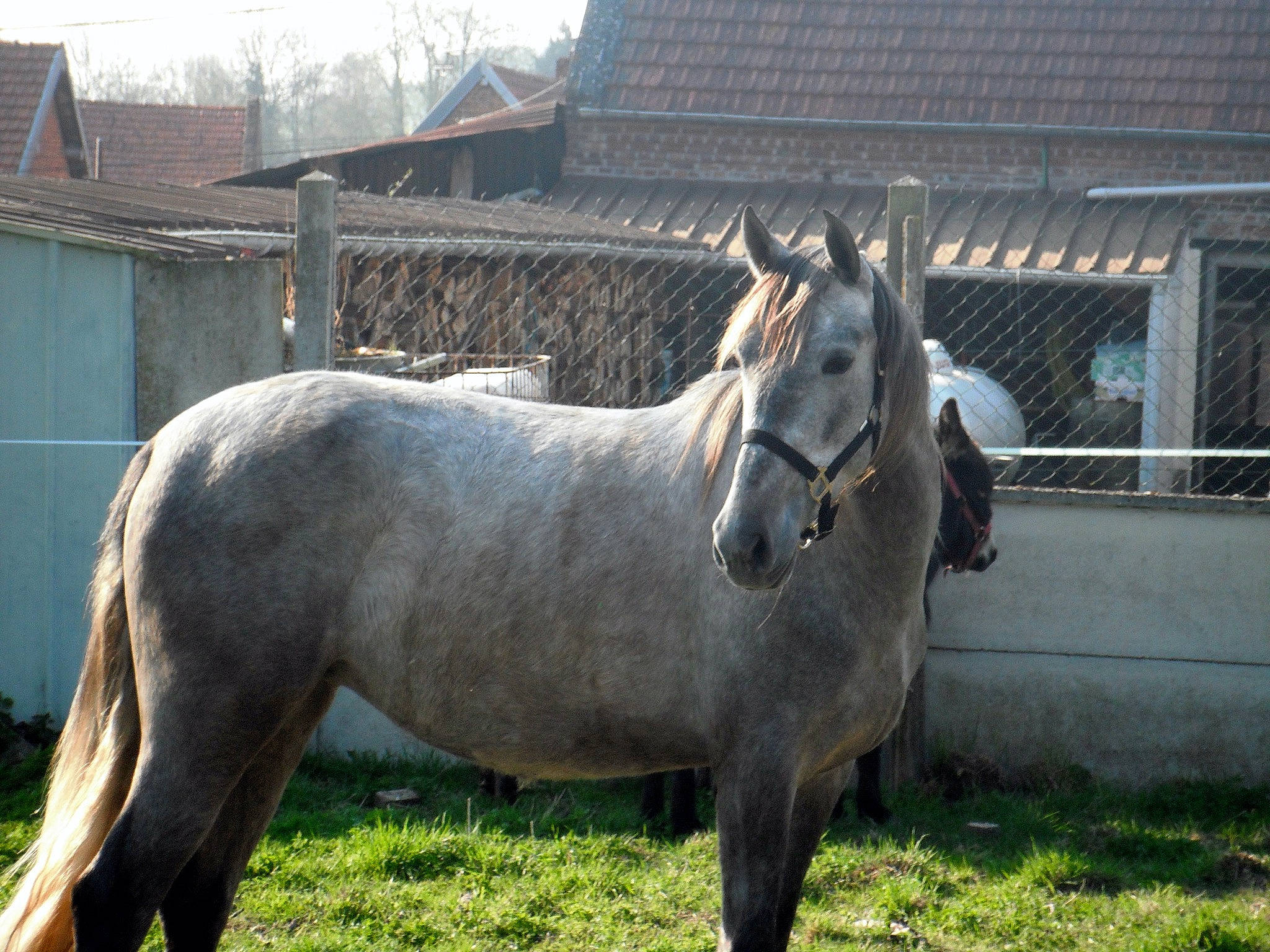 Jade a rejoint le concours — aidez-le/la à gagner de superbes lots ! horse, livestock, mammal, mane, mare, mustang_horse, pack_animal, pony, snout, stallion, vertebrate
