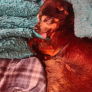 Lilbit joined the competition — help win amazing prizes! dog, sleeping, blanket, cozy, tongue_out, small_dog, fur, resting, indoor, pile, warm, cute, pet, comfort, relaxed, snug, animal, soft, texture, brown_dog