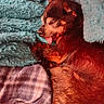dog, sleeping, blanket, cozy, tongue_out, small_dog, fur, resting, indoor, pile, warm, cute, pet, comfort, relaxed, snug, animal, soft, texture, brown_dog