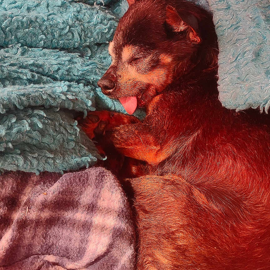 Lilbit