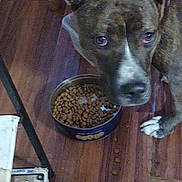 Bella joined the competition — help win amazing prizes! dog, pet, food_bowl, kibble, wooden_floor, indoor, animal, brown_dog, ears, looking_up, floor, chair_leg, close_up, domestic, canine, snack, feeding_time, fur, white_paw, curious