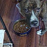 dog, pet, food_bowl, kibble, wooden_floor, indoor, animal, brown_dog, ears, looking_up, floor, chair_leg, close_up, domestic, canine, snack, feeding_time, fur, white_paw, curious