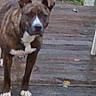 Bella is registered to the contest to win money with this photo: dog, brindle, outdoor, deck, wood, grass, pet, animal, canine, standing, brown, white, ears, paws, nature, daytime, fence, yard, quiet, background