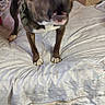 Bella joined the competition — help win amazing prizes! dog, bed, harness, indoor, floor, blanket, wood_floor, box, shelf, furniture, pet, animal, brown_dog, white_paws, mouth_open, ears_up, room, clutter, household, standing
