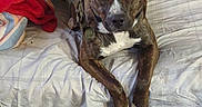 Bella joined the competition — help win amazing prizes! dog, brindle, vest, bed, blanket, pillow, indoor, furniture, wood_floor, rug, clutter, household_items, resting, pet, canine, looking_at_camera, casual, room, cozy, animal