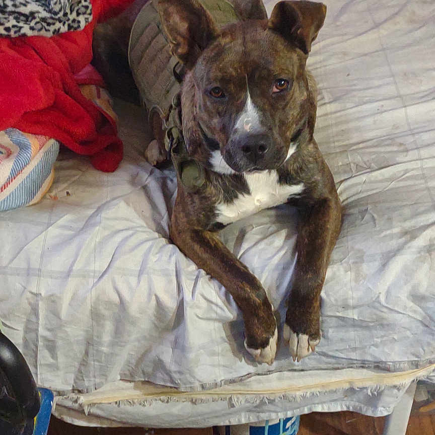 Bella joined the competition — help win amazing prizes! dog, brindle, vest, bed, blanket, pillow, indoor, furniture, wood_floor, rug, clutter, household_items, resting, pet, canine, looking_at_camera, casual, room, cozy, animal