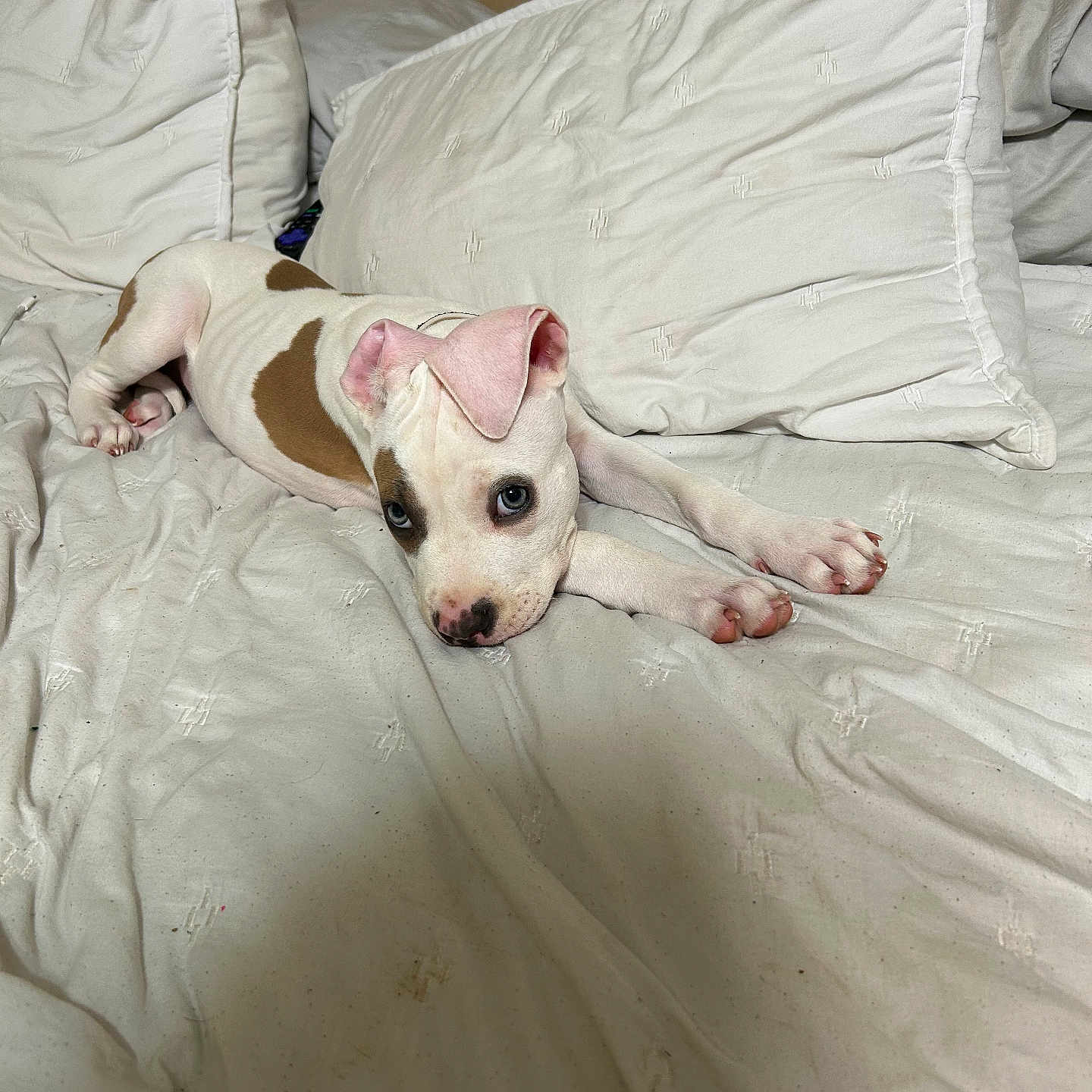 Roxy Mae joined the competition — help win amazing prizes! animal, bed, blanket, blue_eyes, comfort, cozy, cute, dog, domestic_animal, ears, fur, indoor, lying_down, pet, pillows, puppy, resting, sleepy, white, young_dog