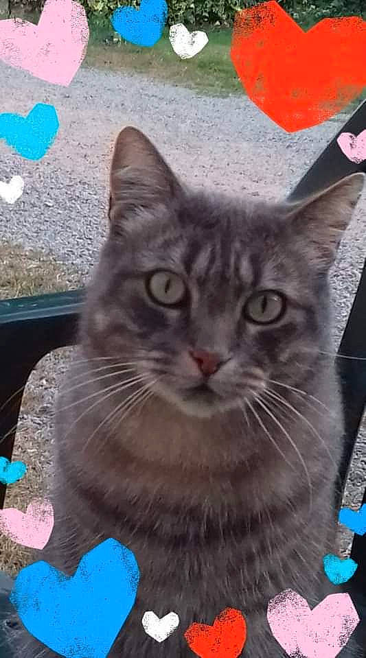 Titounet participe au concours pour gagner de l'argent avec cette photo : blue, carnivore, cat, domestic_short_haired_cat, door, felidae, fur, grass, moustache, pattern, paw, photo_caption, small_to_medium_sized_cats, snout, square, tail, terrestrial_animal, whiskers, window