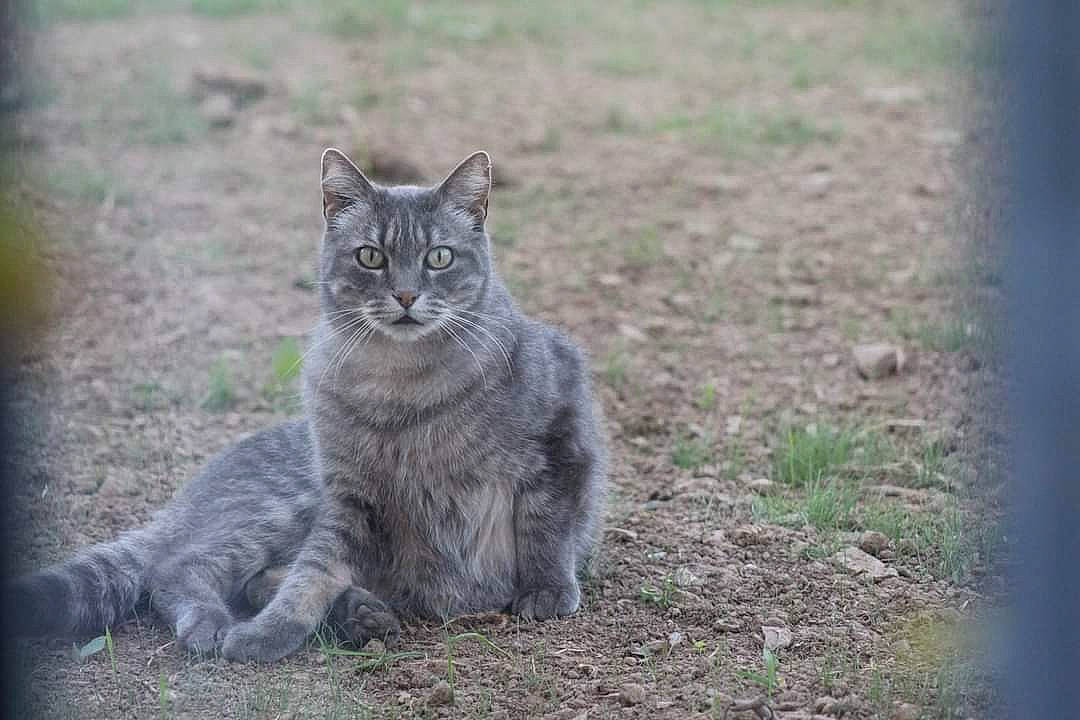 Titounet participe au concours pour gagner de l'argent avec cette photo : carnivore, cat, claw, domestic_short_haired_cat, felidae, fur, grass, grey, maine_coon, mammal, plant, sitting, small_to_medium_sized_cats, snout, soil, tail, terrestrial_animal, vertebrate, whiskers, wildlife