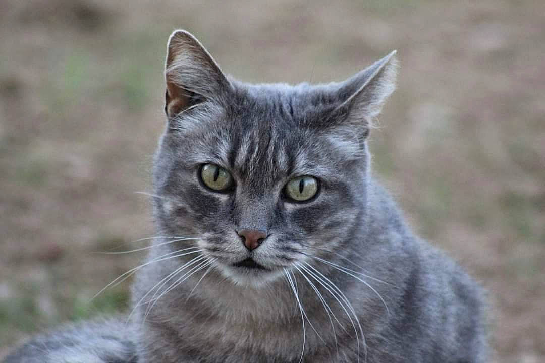 Titounet a rejoint le concours — aidez-le/la à gagner de superbes lots ! carnivore, cat, close_up, domestic_short_haired_cat, felidae, fur, grass, grey, small_to_medium_sized_cats, snout, terrestrial_animal, whiskers, wildlife, window