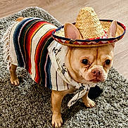 Rudolpho Rudi is registered to the contest to win money with this photo: dog, pet, costume, sombrero, bandana, rug, hardwood_floor, indoor, cute, big_ears, wrinkled_face, paws, muzzle, eyes, portrait, tan_fur, striped_blanket, home, carpet, small_dog