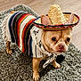 dog, pet, costume, sombrero, bandana, rug, hardwood_floor, indoor, cute, big_ears, wrinkled_face, paws, muzzle, eyes, portrait, tan_fur, striped_blanket, home, carpet, small_dog
