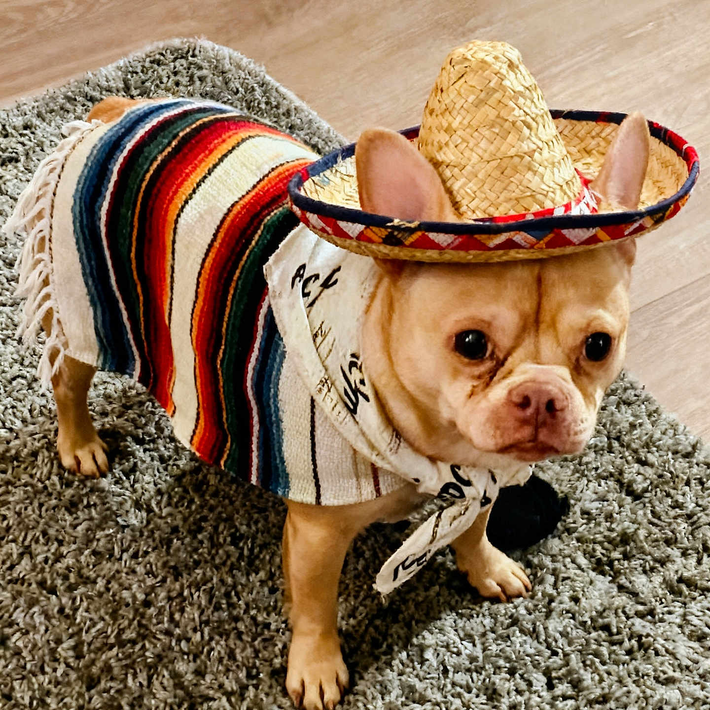 Rudolpho Rudi is registered to the contest to win money with this photo: bandana, big_ears, carpet, costume, cute, dog, eyes, hardwood_floor, home, indoor, muzzle, paws, pet, portrait, rug, small_dog, sombrero, striped_blanket, tan_fur, wrinkled_face