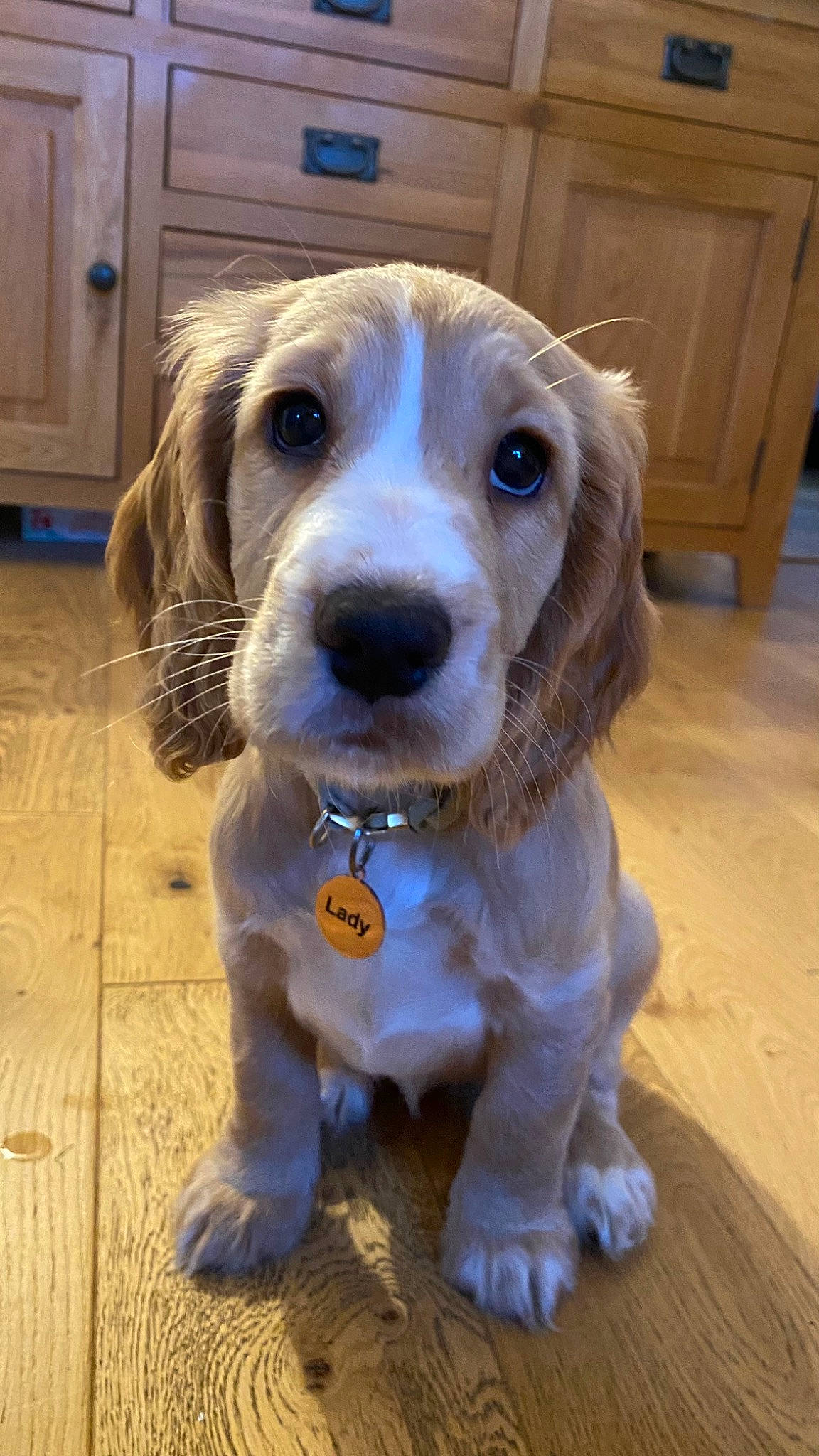 Lady joined the competition — help win amazing prizes! cabinetry, canidae, carnivore, circle, companion_dog, dog, dog_breed, dog_supply, fawn, fur, hardwood, head, liver, pet_supply, snout, sporting_group, whiskers, wood, wood_stain, working_animal