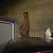 Narnia participe au concours pour gagner de l'argent avec cette photo : cat, cats, tabby_cat, white_cat, animal, pet, outdoor, night, garage, car, car_roof, standing, sitting, back_view, striped_fur, curious, christmas_lights, blue_lights, reflection, home