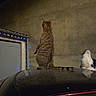 cat, cats, tabby_cat, white_cat, animal, pet, outdoor, night, garage, car, car_roof, standing, sitting, back_view, striped_fur, curious, christmas_lights, blue_lights, reflection, home
