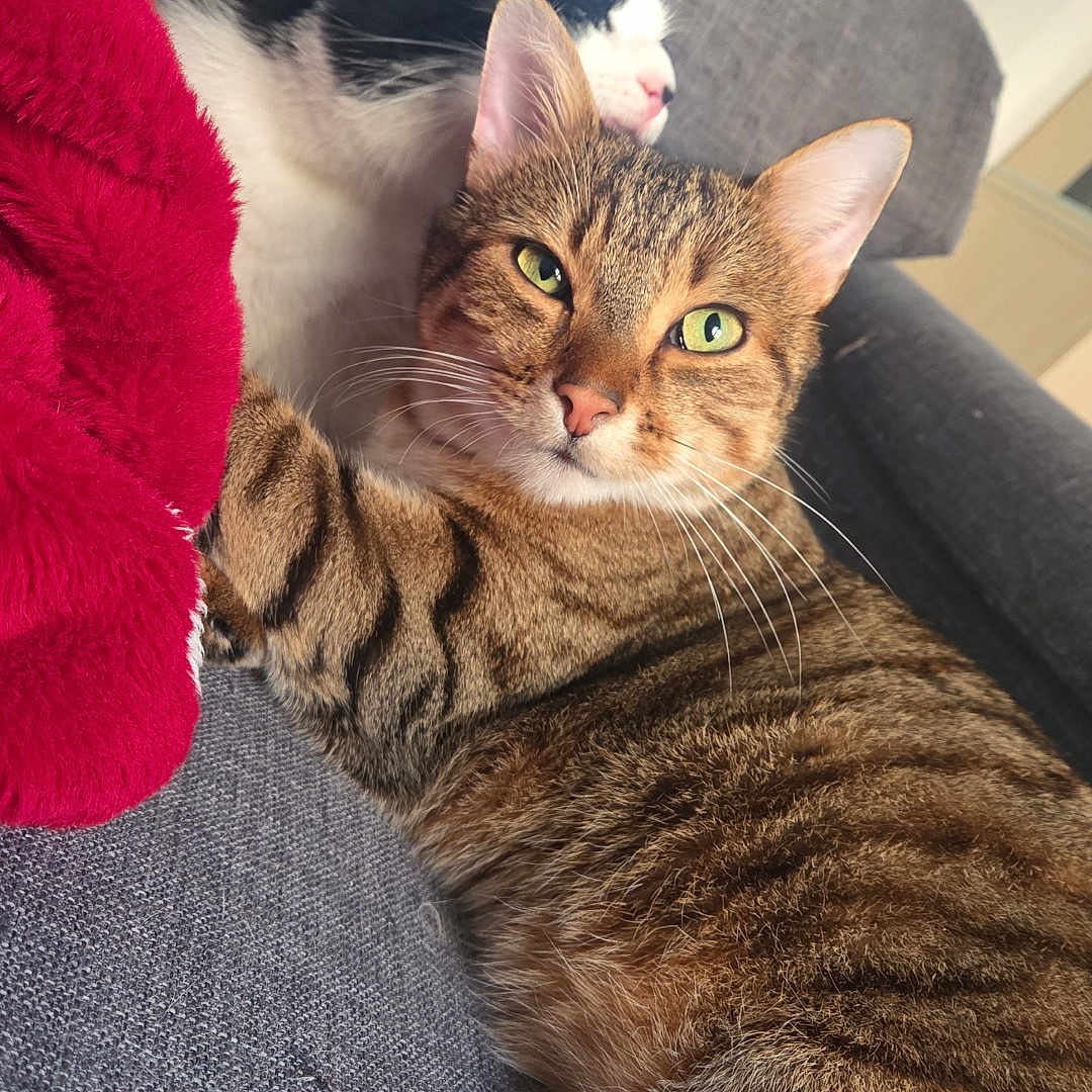 Narnia a rejoint le concours — aidez-le/la à gagner de superbes lots ! cat, cats, tabby, black_and_white_cat, green_eyes, whiskers, ears, fur, striped_fur, pet, animals, indoors, sofa, couch, blanket, red_blanket, cozy, relaxed, portrait, closeup
