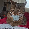 Narnia participe au concours pour gagner de l'argent avec cette photo : cat, tabby, pet, animal, feline, whiskers, ears, eyes, paws, plush_toy, toy, holding, biting, sitting, blanket, red_blanket, indoor, home, cozy, portrait