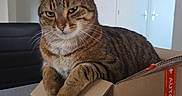 Narnia participe au concours pour gagner de l'argent avec cette photo : cat, tabby, pet, animal, feline, box, cardboard, indoors, home, sitting, portrait, looking_at_camera, whiskers, ears, striped_fur, brown_fur, green_eyes, packing_paper, furniture, delivery_box