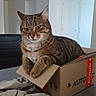 cat, tabby, pet, animal, feline, box, cardboard, indoors, home, sitting, portrait, looking_at_camera, whiskers, ears, striped_fur, brown_fur, green_eyes, packing_paper, furniture, delivery_box