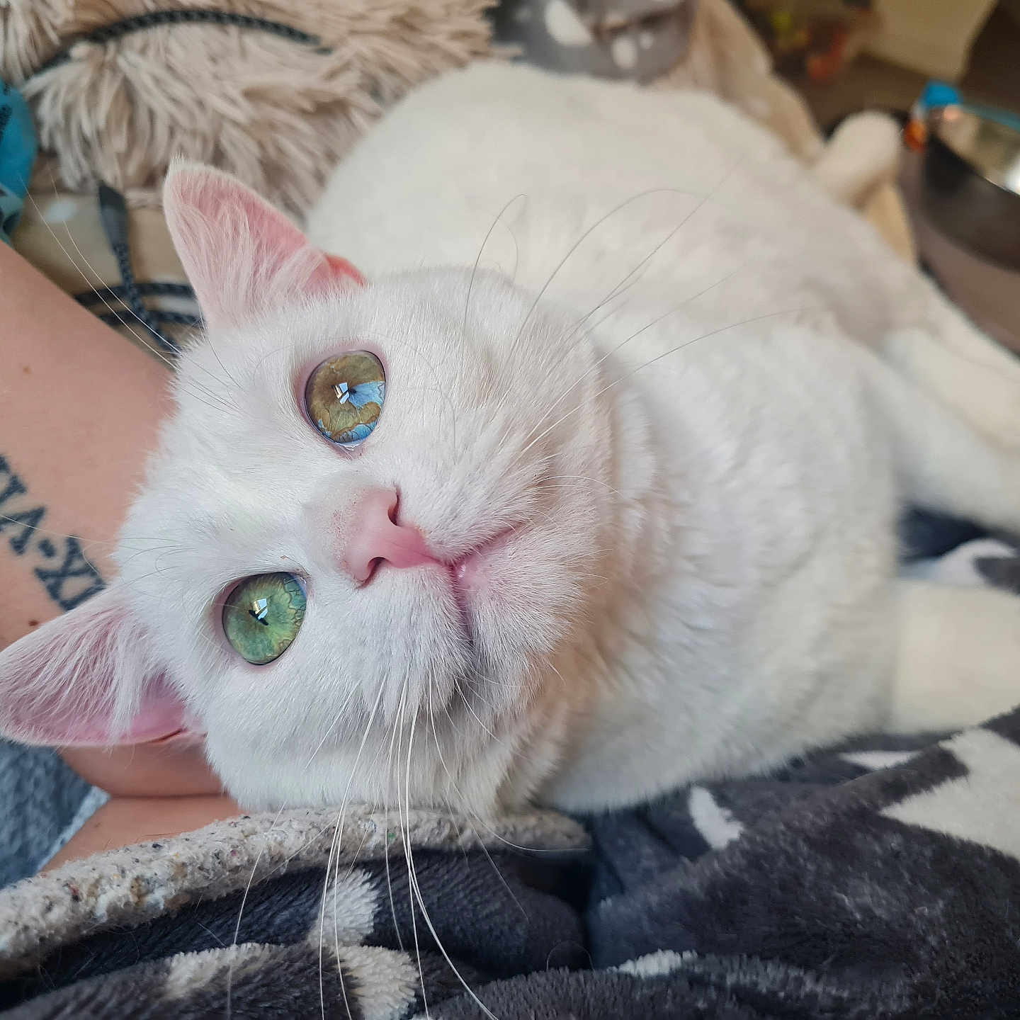 Mew participe au concours pour gagner de l'argent avec cette photo : cat, white_cat, fluffy, pet, animal, close_up, portrait, green_eyes, blue_eyes, pink_nose, whiskers, ears, lying_down, relaxed, blanket, indoor, cozy, tattoo, person, couch