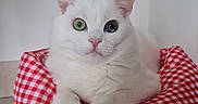 Mew a rejoint le concours — aidez-le/la à gagner de superbes lots ! cat, white_cat, heterochromia, mismatched_eyes, pet, animal, feline, portrait, sitting, front_view, fluffy, fur, whiskers, pointed_ears, pink_nose, pet_bed, checkered_bed, indoor, tiled_floor, cute