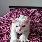 Mew participe au concours pour gagner de l'argent avec cette photo : cat, white_cat, pet, animal, feline, fluffy, lying_down, stretching, paws, whiskers, pink_nose, pink_ears, blue_eyes, bed, bedspread, bedroom, indoor, portrait, closeup, relaxed