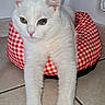 Mew a rejoint le concours — aidez-le/la à gagner de superbes lots ! cat, white_cat, fluffy, pet, animal, sitting, checkered_bed, red_and_white, indoor, tile_floor, white_fur, long_legs, paws, ears, eyes, pink_nose, portrait, cute, domestic_animal, photography