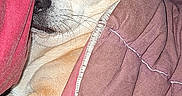 Nicky participe au concours pour gagner de l'argent avec cette photo : dog, puppy, sleeping, sleepy, tan_dog, small_dog, closed_eyes, animal, pet, snout, ears, whiskers, blanket, bedding, cozy, indoors, portrait, close_up, nap, cute