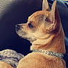 Nicky participe au concours pour gagner de l'argent avec cette photo : dog, chihuahua, small_dog, tan_fur, pointed_ears, profile, collar, pet, animal, car, vehicle, car_seat, seatbelt_area, window, road_trip, indoor, sitting, short_hair, portrait, blanket