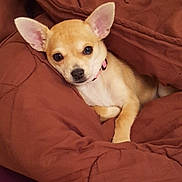 Nicky participe au concours pour gagner de l'argent avec cette photo : dog, chihuahua, puppy, small_dog, tan_fur, large_ears, black_nose, brown_blanket, comforter, bed, cozy, indoors, portrait, close_up, sitting, lying_down, collar, pink_collar, cute, pet