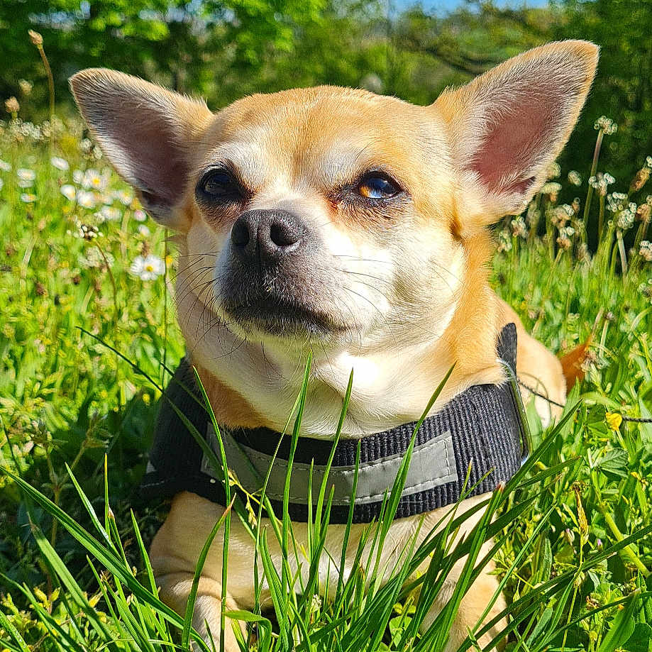 Nicky participe au concours pour gagner de l'argent avec cette photo : dog, chihuahua, small_dog, pet, animal, harness, sitting, outdoors, meadow, grass, wildflowers, daisies, greenery, nature, sunny, blue_sky, portrait, close_up, alert, cute