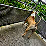 dog, balcony, metal_railing, concrete_floor, greenery, trees, urban, outdoor, pet, canine, alert, standing, fur, tail, paws, daylight, nature, sky, side_view, watching