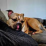 Marley a rejoint le concours — aidez-le/la à gagner de superbes lots ! dog, lounge, couch, resting, brown_dog, pet, indoor, relaxed, canine, animal, fur, nose, paw, ear, comfort, furniture, domestic, sleepy, calm, home