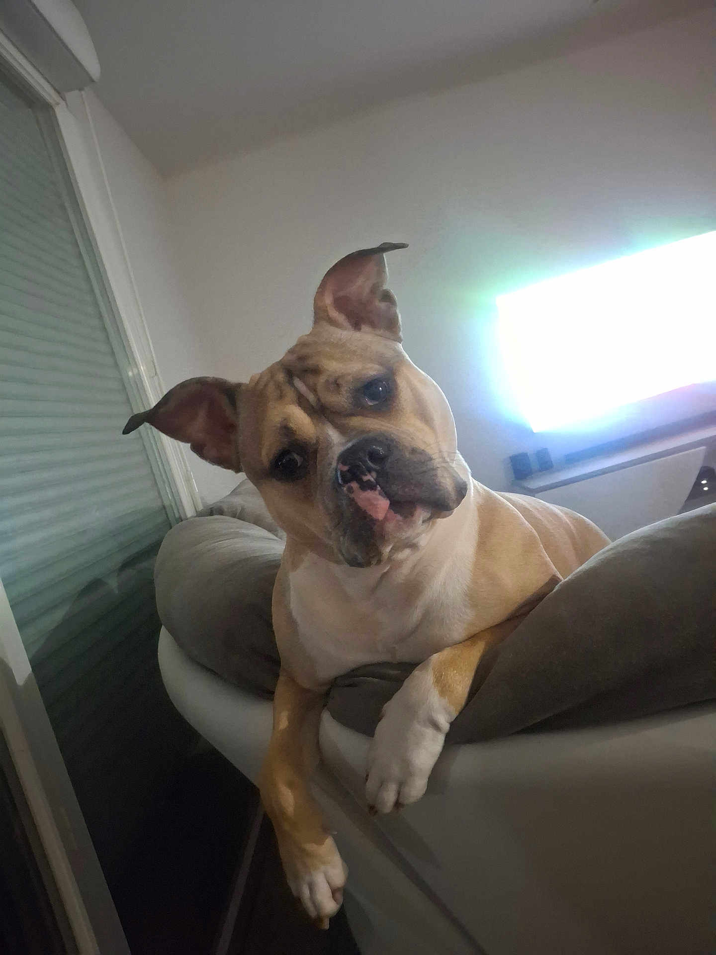 Marley a rejoint le concours — aidez-le/la à gagner de superbes lots ! dog, pet, indoor, couch, curious, brown, white, ears, face, window, relaxing, animal, furniture, paw, looking, home, canine, companion, domestic, resting