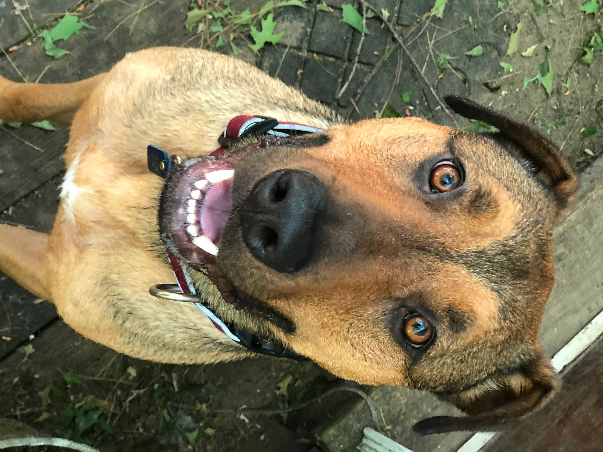 Cappy Jack is registered to the contest to win money with this photo: canidae, carnivore, collar, companion_dog, dog, dog_breed, dog_collar, dog_supply, fawn, fur, hunting_dog, pet_supply, plant, snout, sporting_group, terrestrial_animal, whiskers, working_animal, working_dog