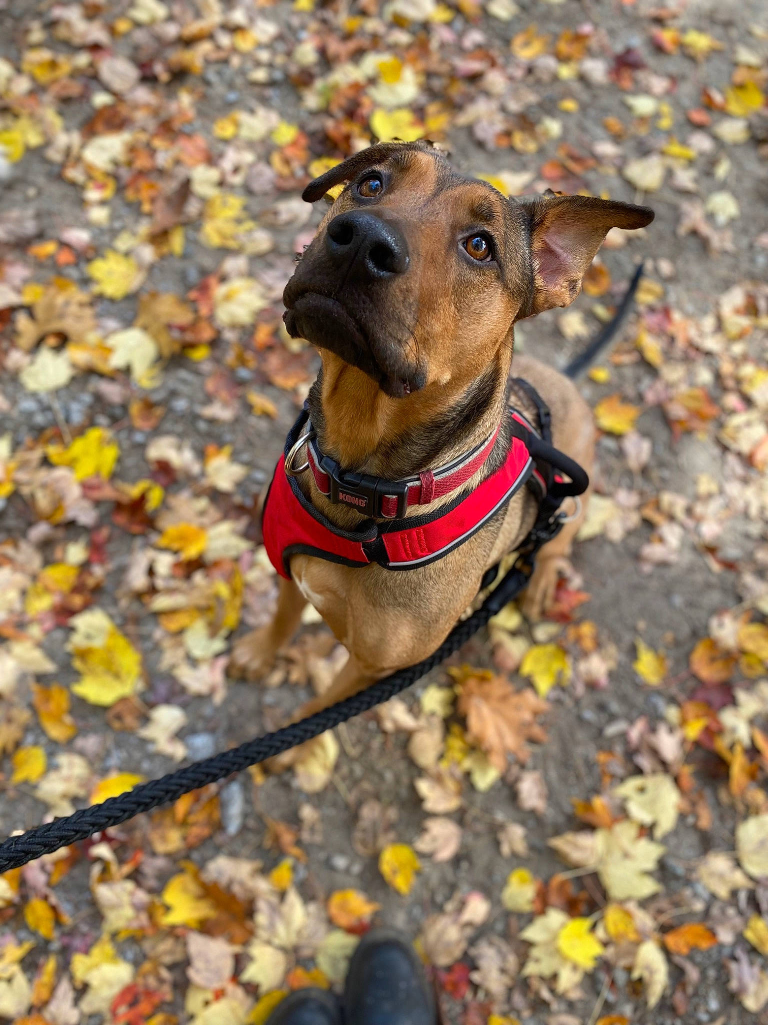 Cappy Jack joined the competition — help win amazing prizes! carnivore, collar, companion_dog, dog, dog_breed, dog_clothes, dog_collar, dog_supply, fashion_accessory, fawn, leash, pet_supply, plant, rampur_greyhound, snout, soil, sporting_group, tree, wood, working_animal