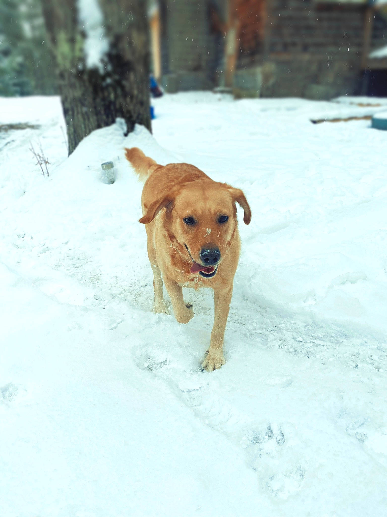 Morgan is registered to the contest to win money with this photo: ball, canidae, carnivore, collar, companion_dog, dog, dog_breed, dog_collar, fawn, football, freezing, guard_dog, gun_dog, precipitation, retriever, snow, sporting_group, winter, working_animal, working_dog