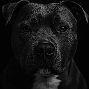 Milo a rejoint le concours — aidez-le/la à gagner de superbes lots ! dog, portrait, black_and_white, close_up, pet, animal, fur, face, eyes, droplets, studio_lighting, intense_gaze, dark_background, muzzle, ears, whiskers, expression, canine, black_dog, white_chest
