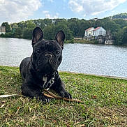 Ubert Albert a rejoint le concours — aidez-le/la à gagner de superbes lots ! dog, french_bulldog, grass, river, water, stick, outdoor, nature, trees, sky, clouds, animal, pet, canine, leash, collar, house, landscape, calm, daytime