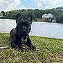 dog, french_bulldog, grass, river, water, stick, outdoor, nature, trees, sky, clouds, animal, pet, canine, leash, collar, house, landscape, calm, daytime