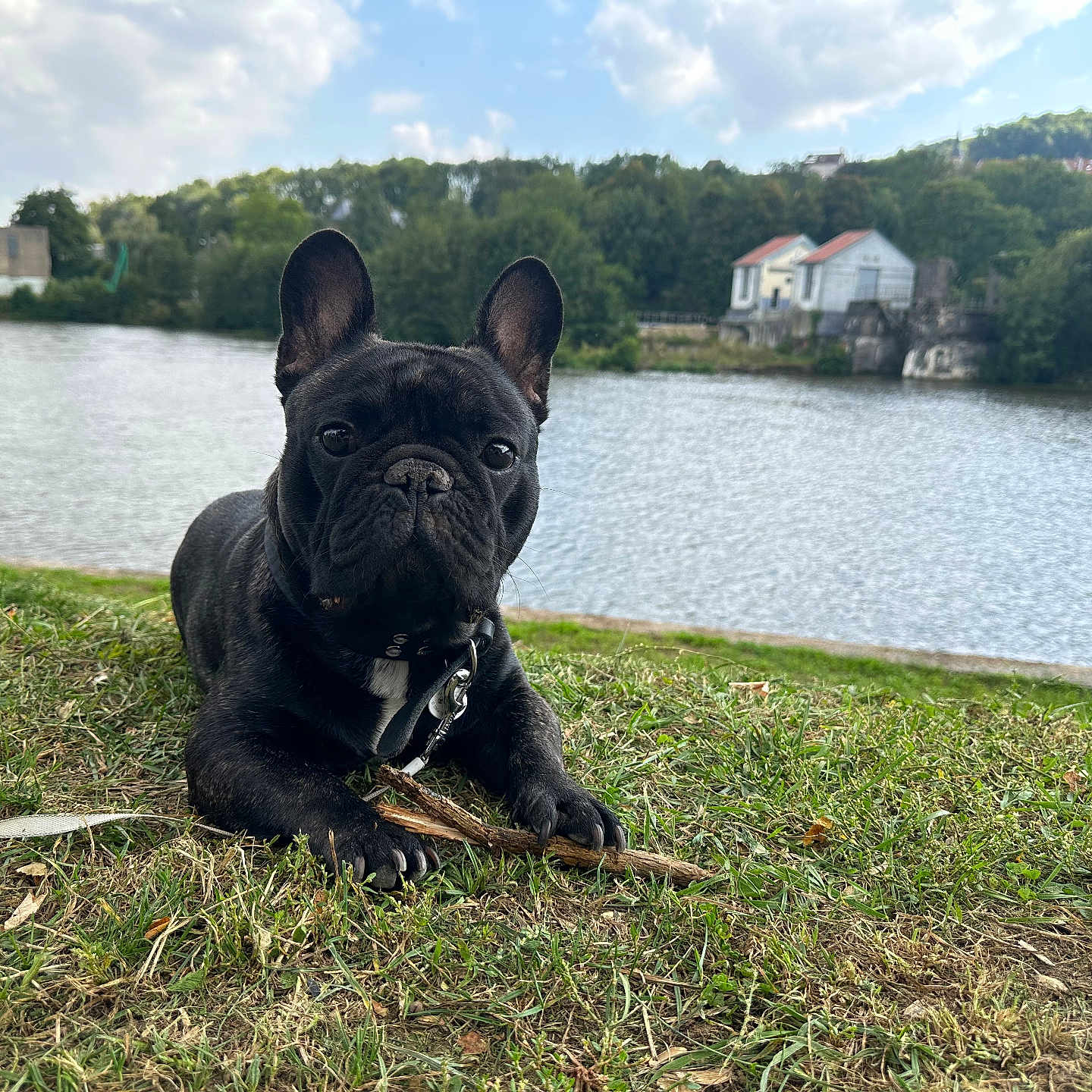 Ubert Albert a rejoint le concours — aidez-le/la à gagner de superbes lots ! animal, calm, canine, clouds, collar, daytime, dog, french_bulldog, grass, house, landscape, leash, nature, outdoor, pet, river, sky, stick, trees, water