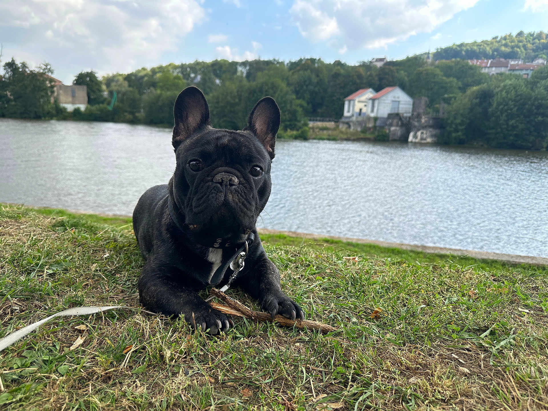 Ubert Albert a rejoint le concours — aidez-le/la à gagner de superbes lots ! dog, french_bulldog, grass, river, water, stick, outdoor, nature, trees, sky, clouds, animal, pet, canine, leash, collar, house, landscape, calm, daytime