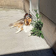 U.s. Hinata a rejoint le concours — aidez-le/la à gagner de superbes lots ! animal, calm, canine, collie, concrete, daylight, dog, domestic, fur, greenery, lying_down, nature, outdoor, pet, plant, relaxed, resting, shadow, sunlight, wall